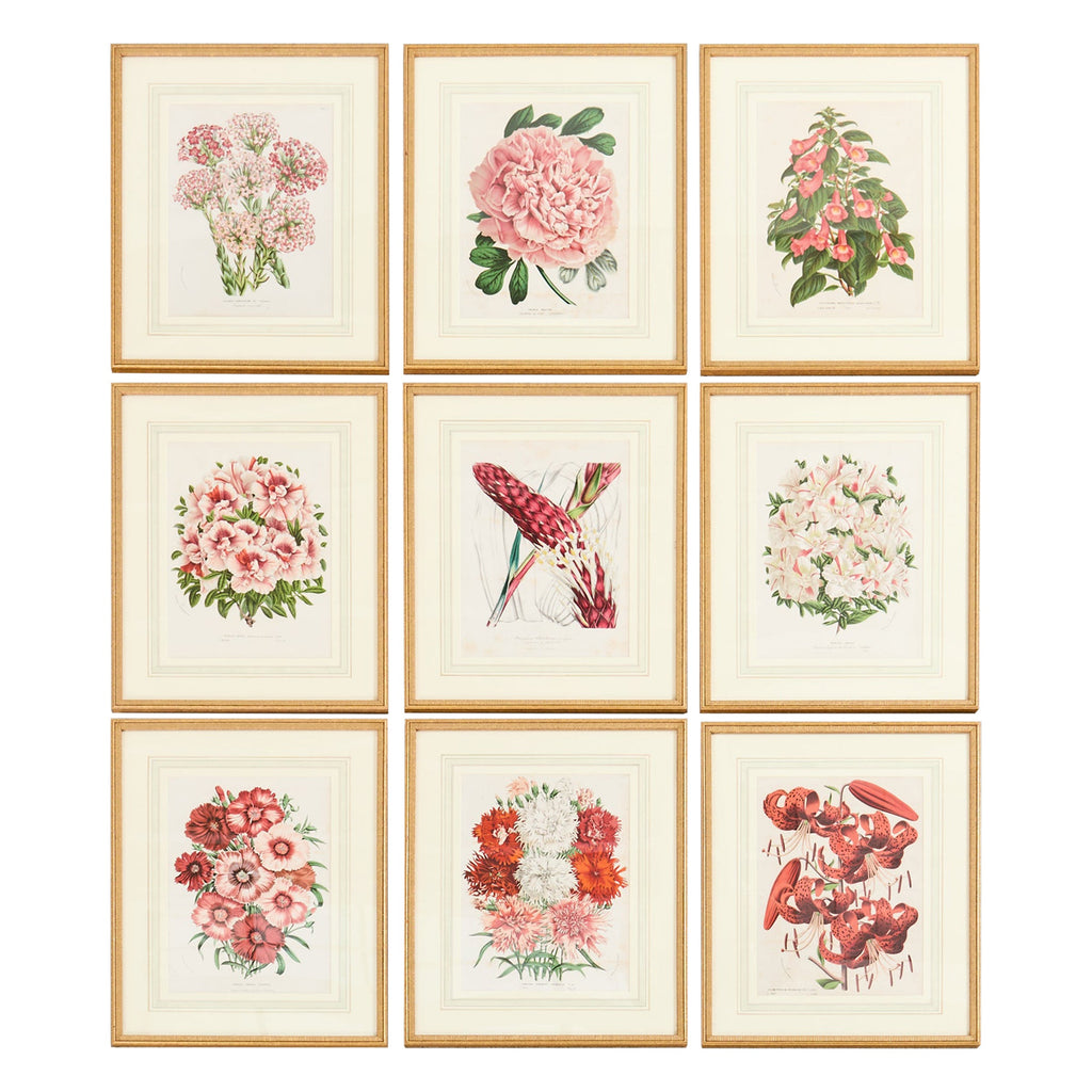 Set of Nine Botanical Lithograph Prints after Louis Van Houtte