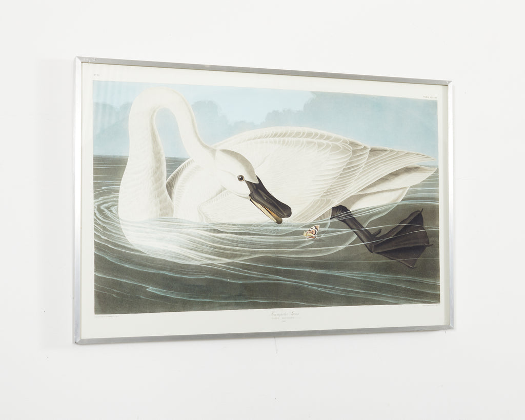 Audobon Trumpeter Swan Plate #82 Oppenheimer Edition