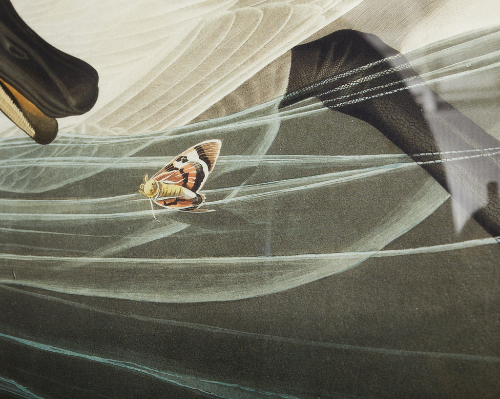 Audobon Trumpeter Swan Plate #82 Oppenheimer Edition