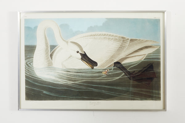 Audubon Trumpeter Swan Plate #82 Oppenheimer Edition – Erin Lane