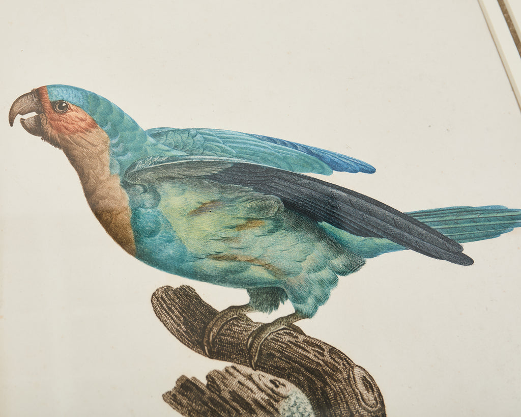 Pair Jacques Barraband Hand Colored Ornithological Bird Prints