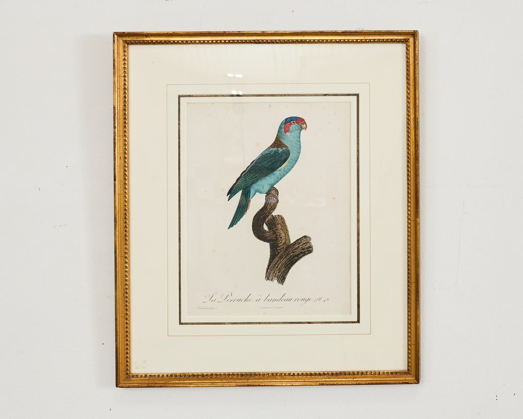 Pair Jacques Barraband Hand Colored Ornithological Bird Prints