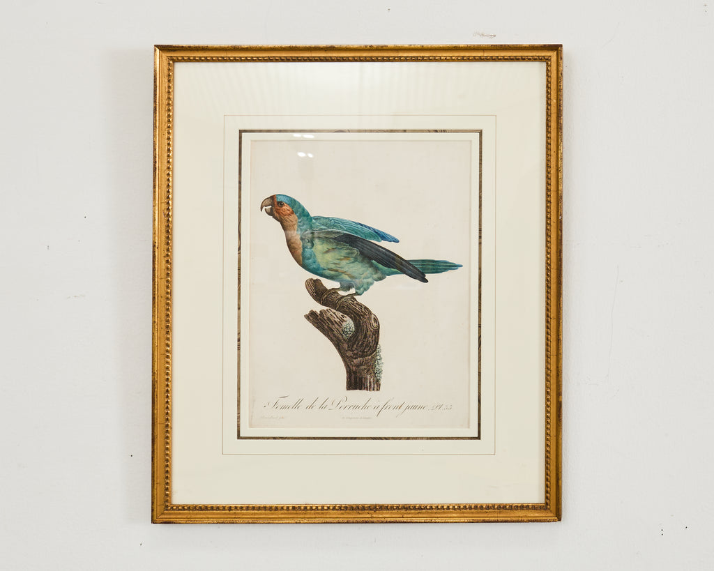 Pair Jacques Barraband Hand Colored Ornithological Bird Prints