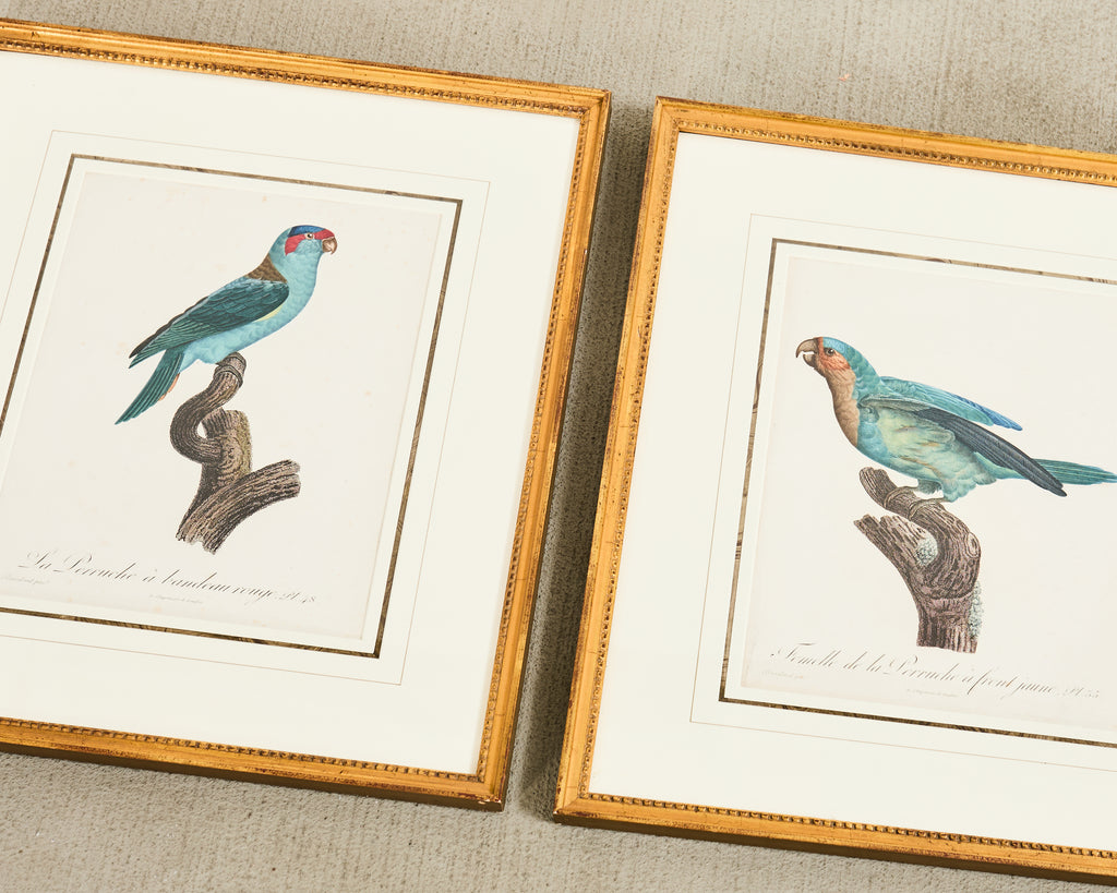 Pair Jacques Barraband Hand Colored Ornithological Bird Prints