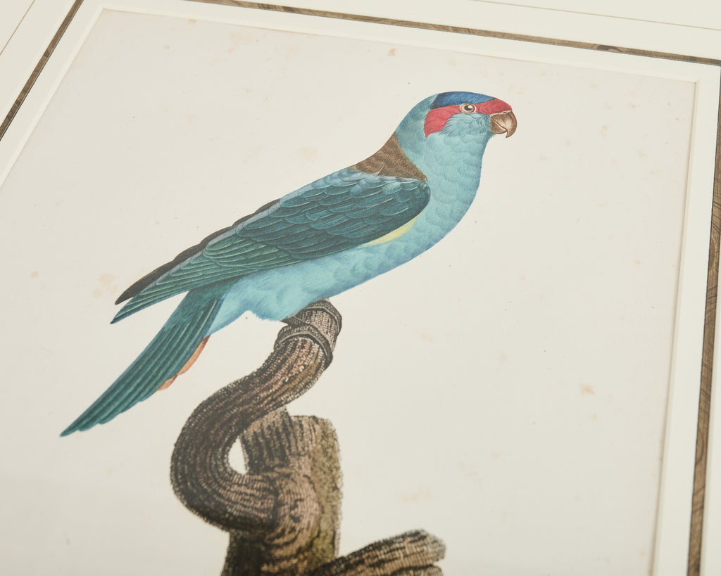 Pair Jacques Barraband Hand Colored Ornithological Bird Prints