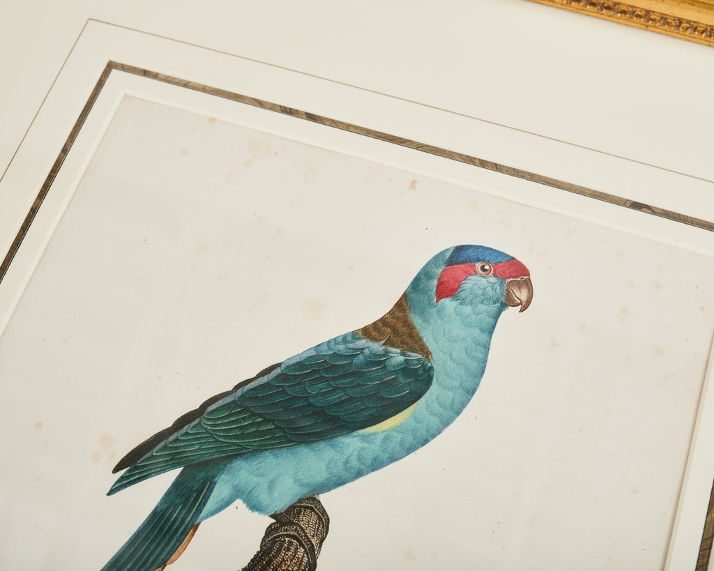 Pair Jacques Barraband Hand Colored Ornithological Bird Prints