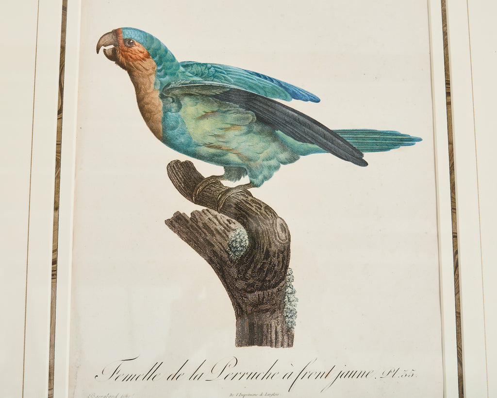 Pair Jacques Barraband Hand Colored Ornithological Bird Prints