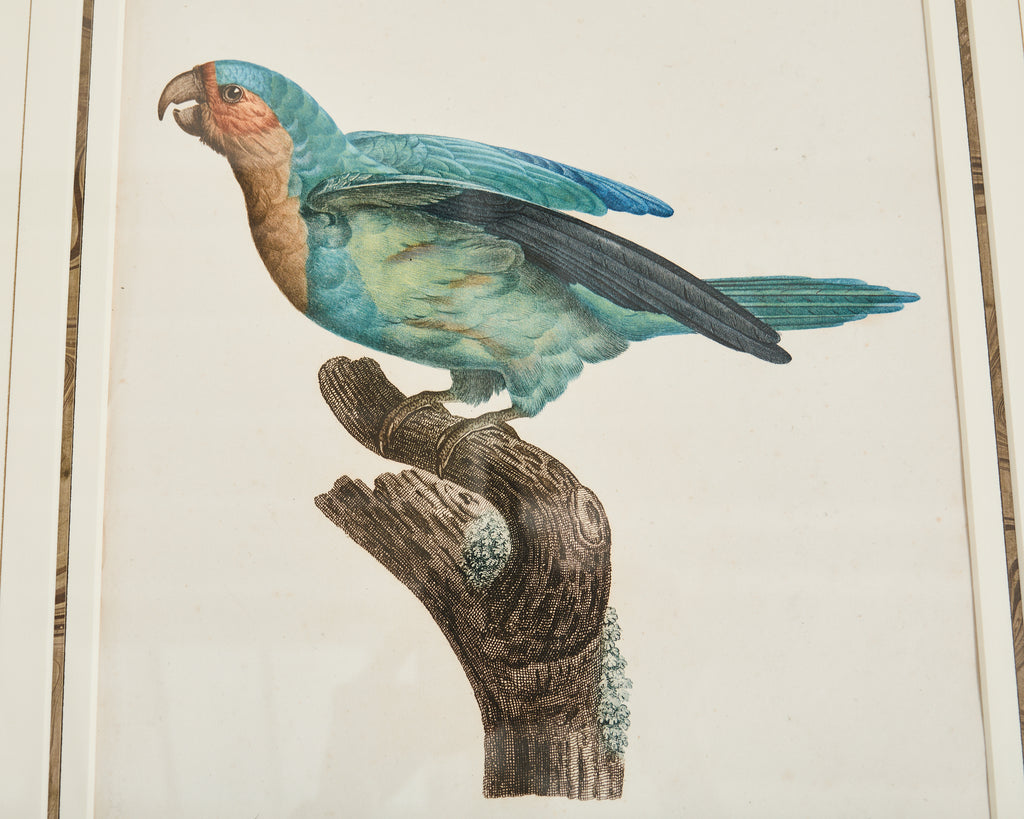 Pair Jacques Barraband Hand Colored Ornithological Bird Prints