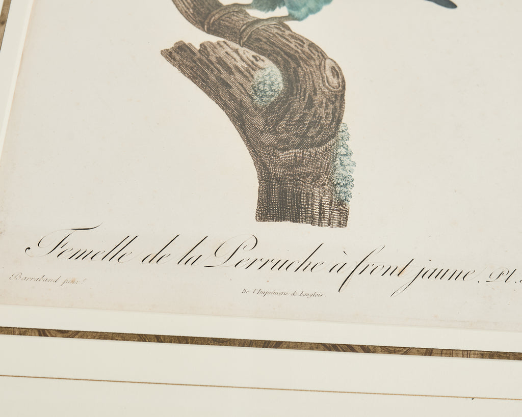 Pair Jacques Barraband Hand Colored Ornithological Bird Prints