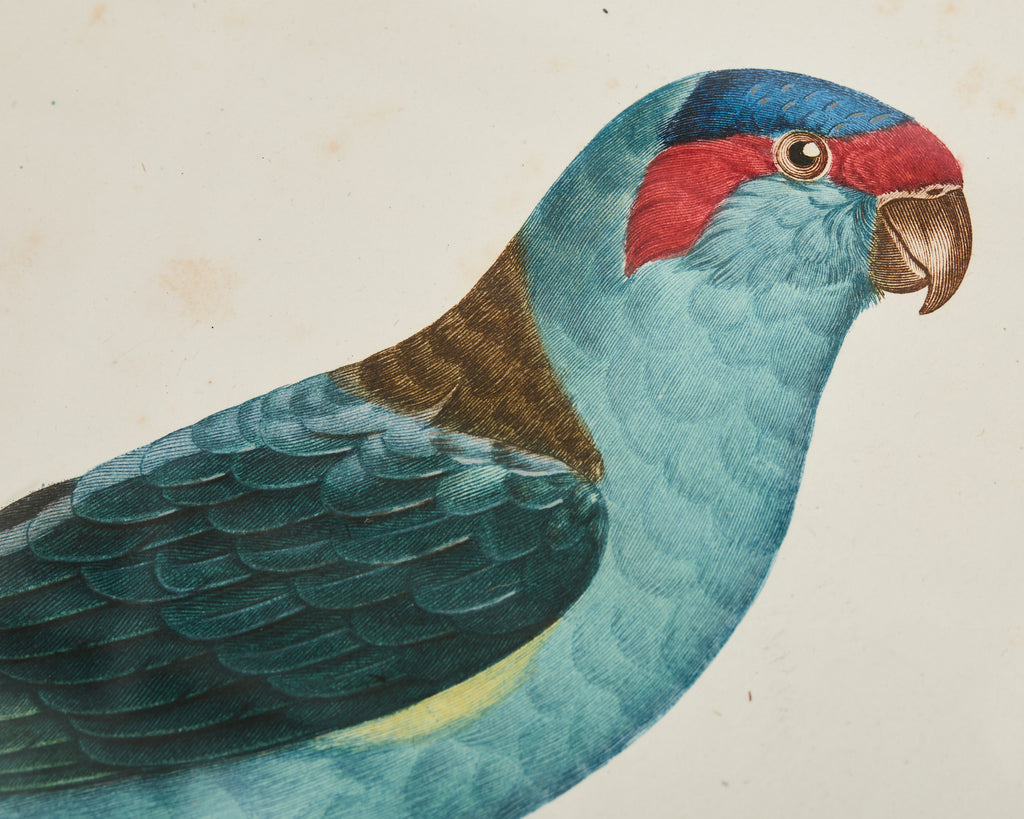 Pair Jacques Barraband Hand Colored Ornithological Bird Prints