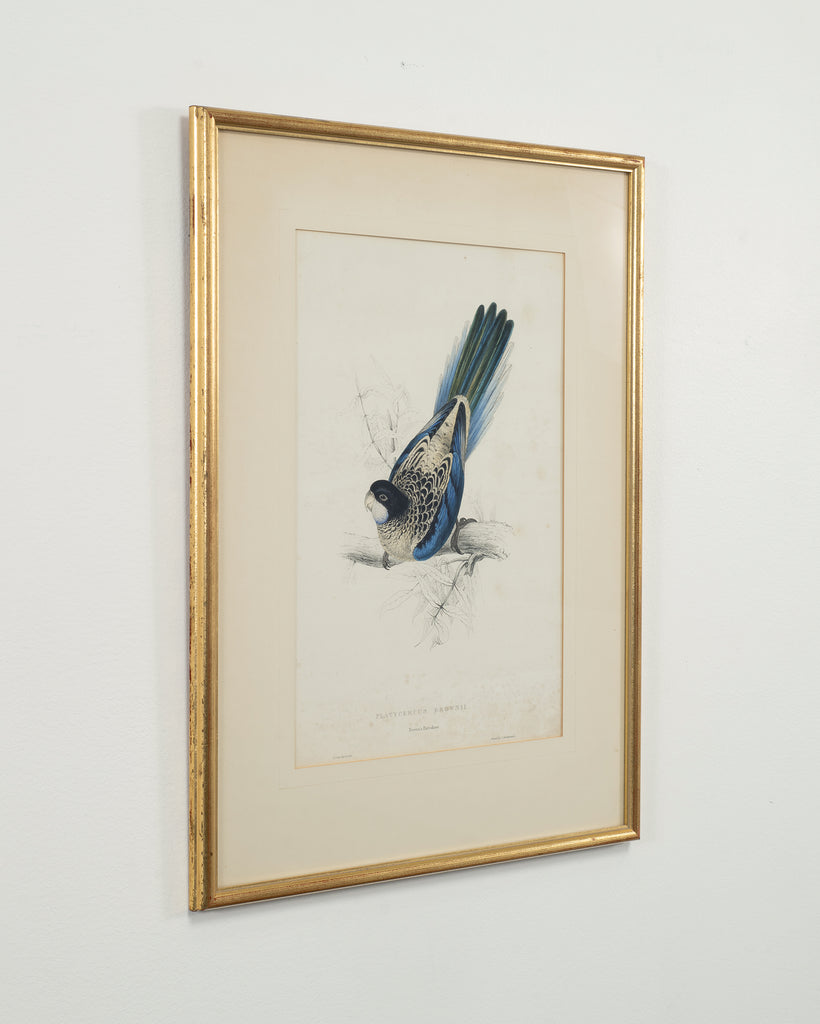 Edward Lear "Brown's Parakeet" Hand-Colored Lithograph 1830s