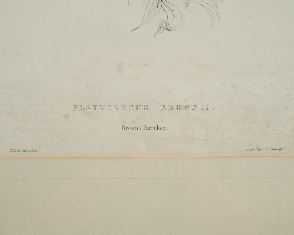 Edward Lear "Brown's Parakeet" Hand-Colored Lithograph 1830s