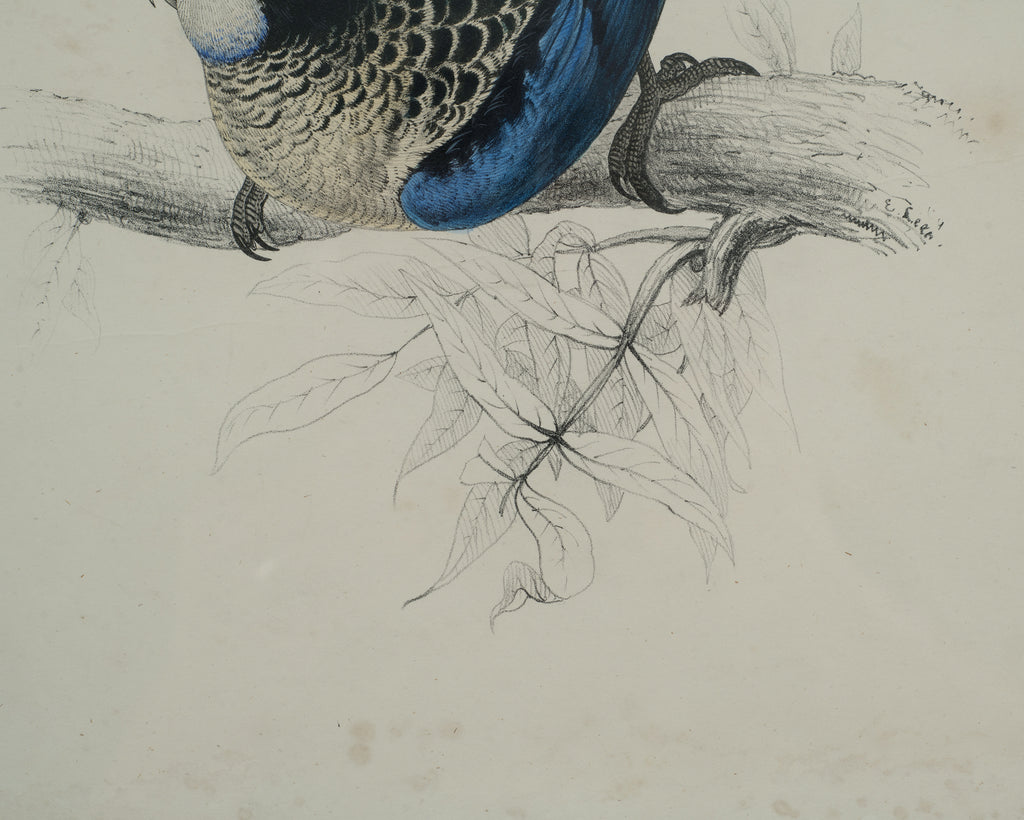 Edward Lear "Brown's Parakeet" Hand-Colored Lithograph 1830s