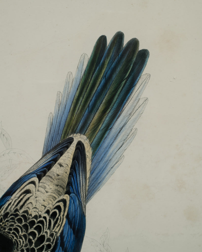 Edward Lear "Brown's Parakeet" Hand-Colored Lithograph 1830s