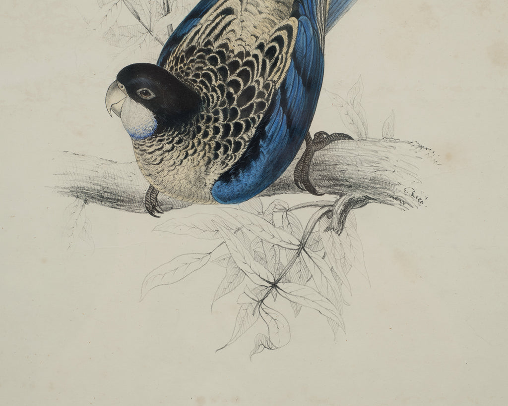 Edward Lear "Brown's Parakeet" Hand-Colored Lithograph 1830s