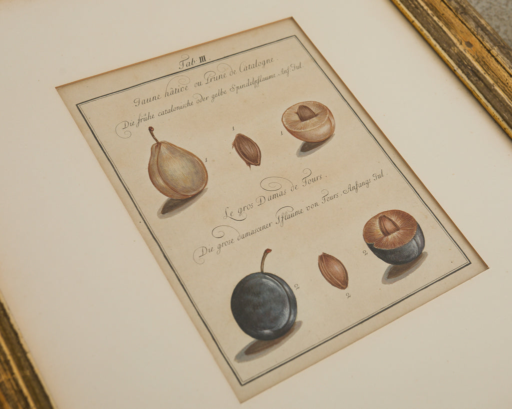 19th Century Set of Four French Colored Prints of Prunus