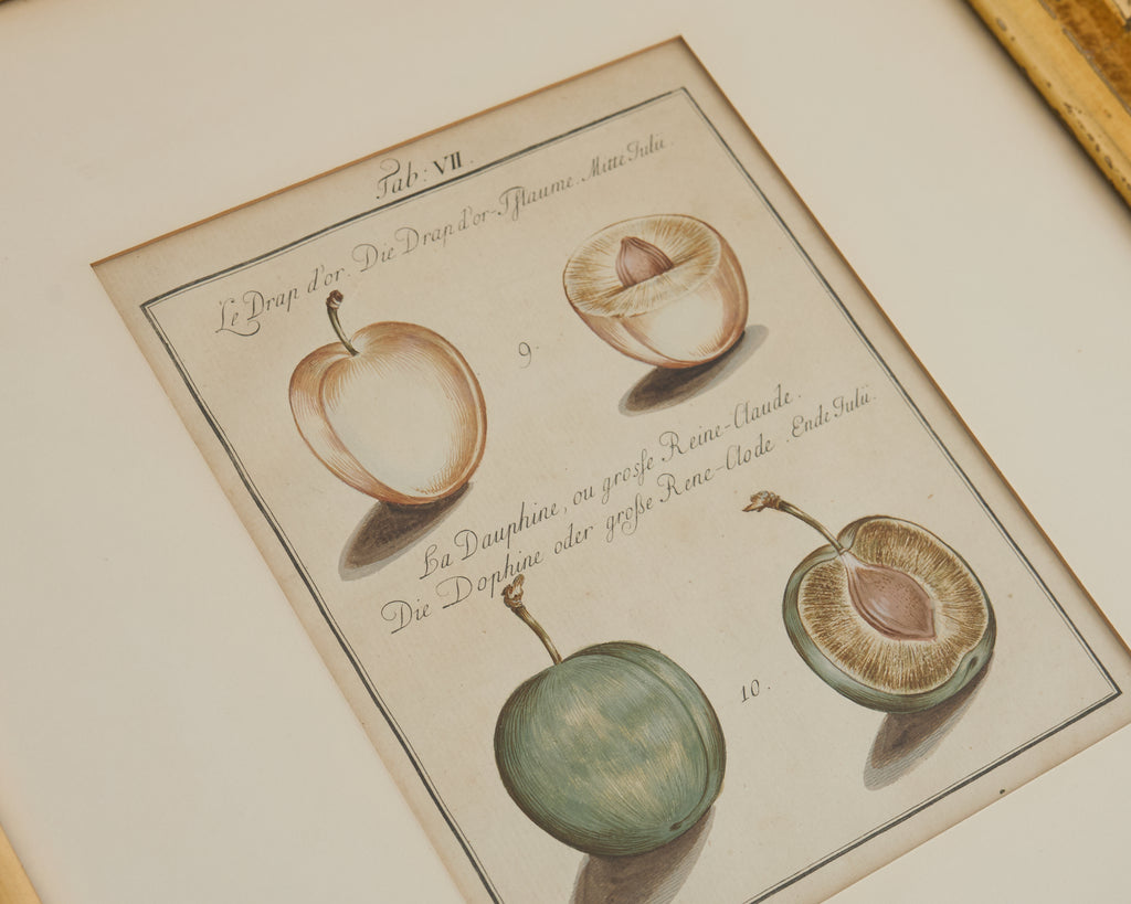 19th Century Set of Four French Colored Prints of Prunus