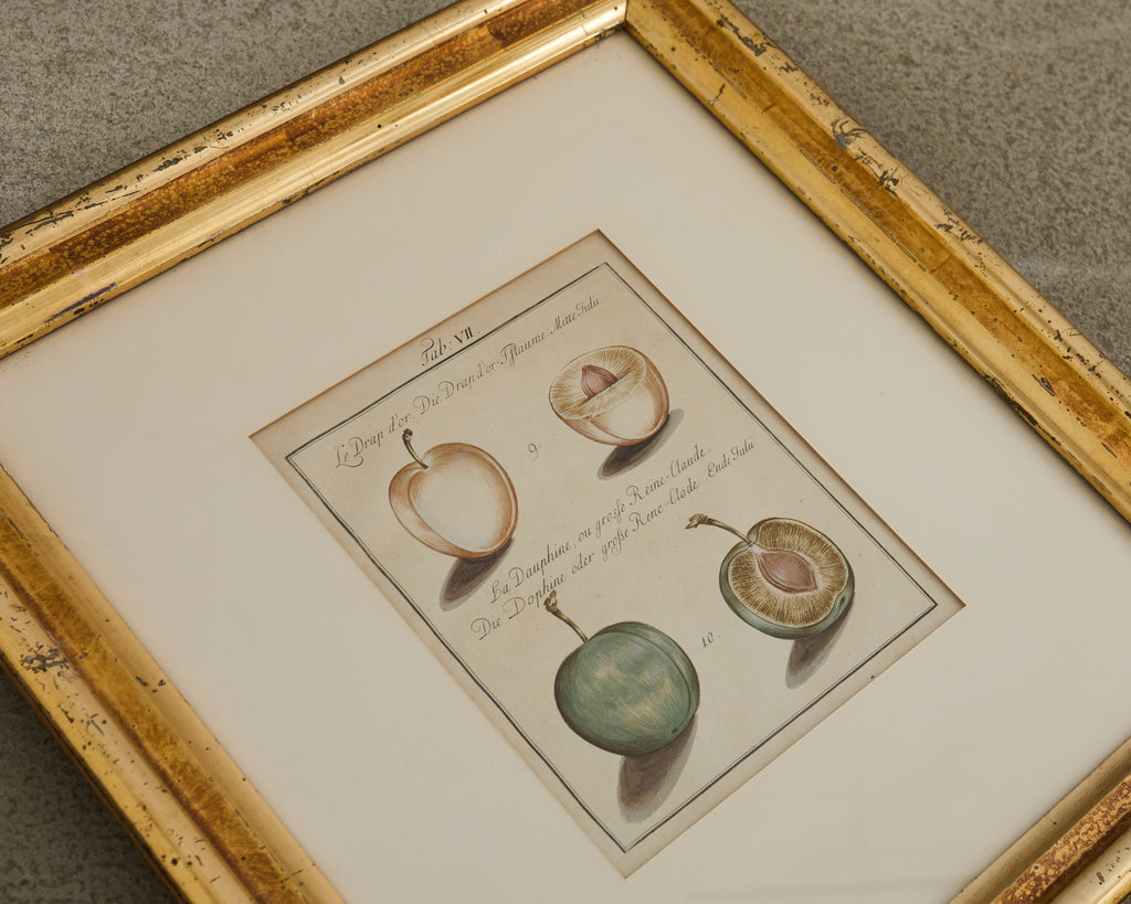 19th Century Set of Four French Colored Prints of Prunus