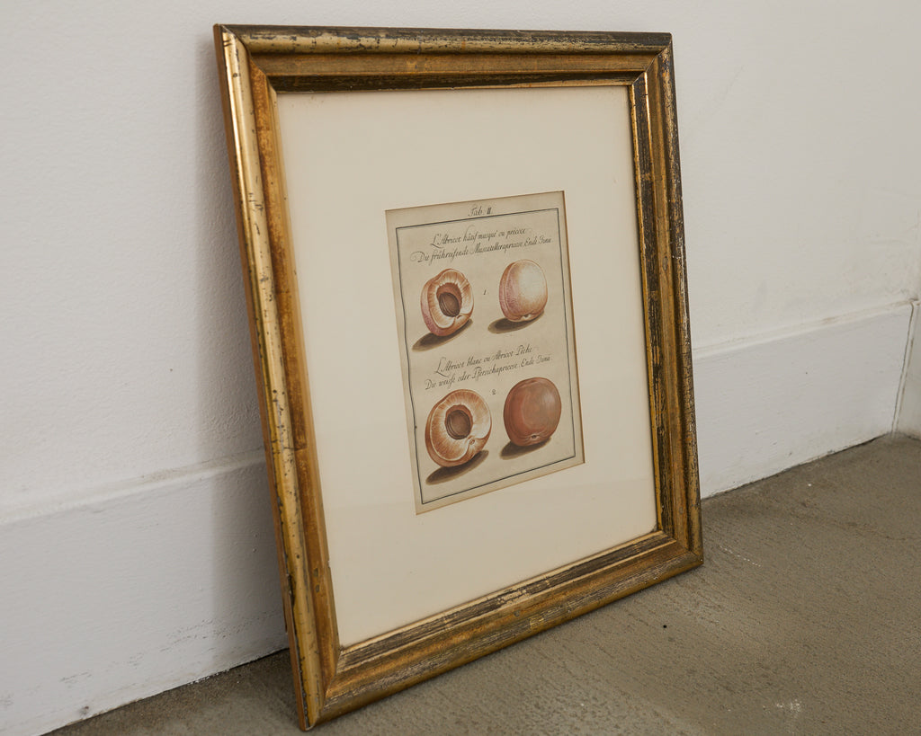 19th Century Set of Four French Colored Prints of Prunus