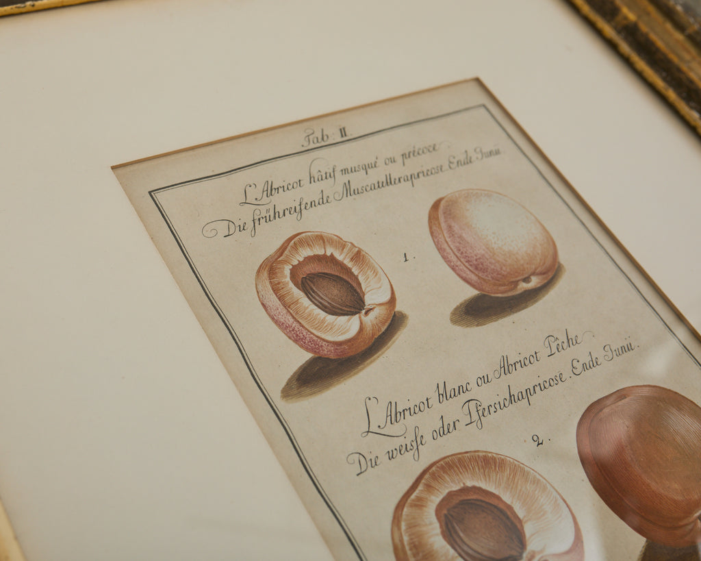 19th Century Set of Four French Colored Prints of Prunus