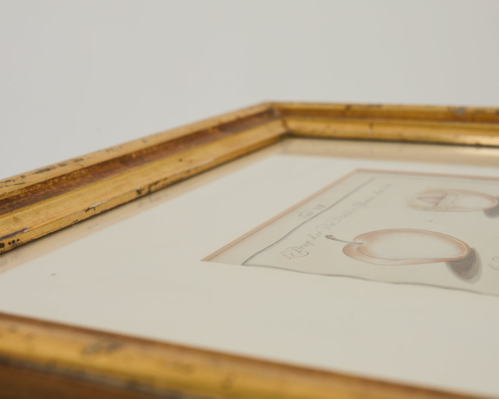 19th Century Set of Four French Colored Prints of Prunus