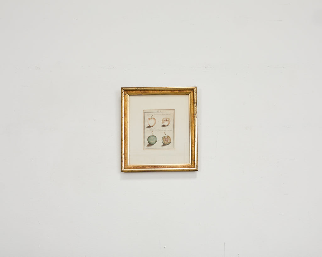 19th Century Set of Four French Colored Prints of Prunus