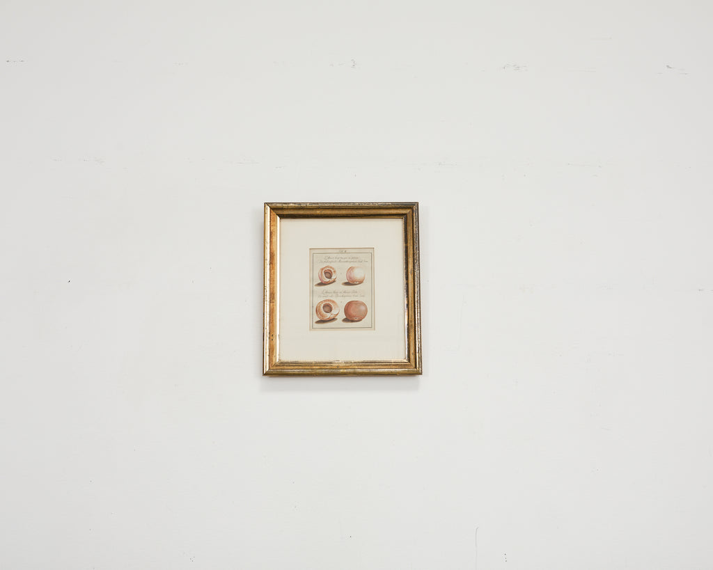 19th Century Set of Four French Colored Prints of Prunus