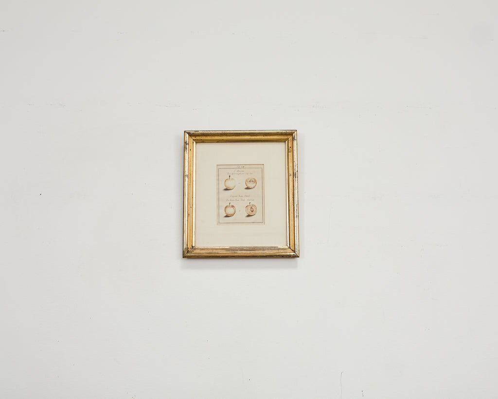 19th Century Set of Four French Colored Prints of Prunus