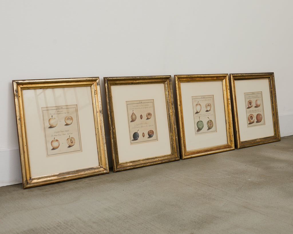 19th Century Set of Four French Colored Prints of Prunus