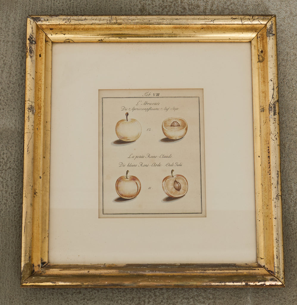 19th Century Set of Four French Colored Prints of Prunus