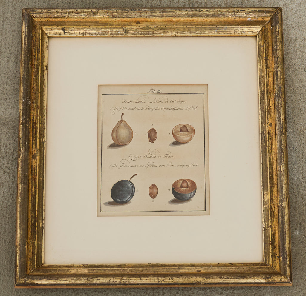 19th Century Set of Four French Colored Prints of Prunus