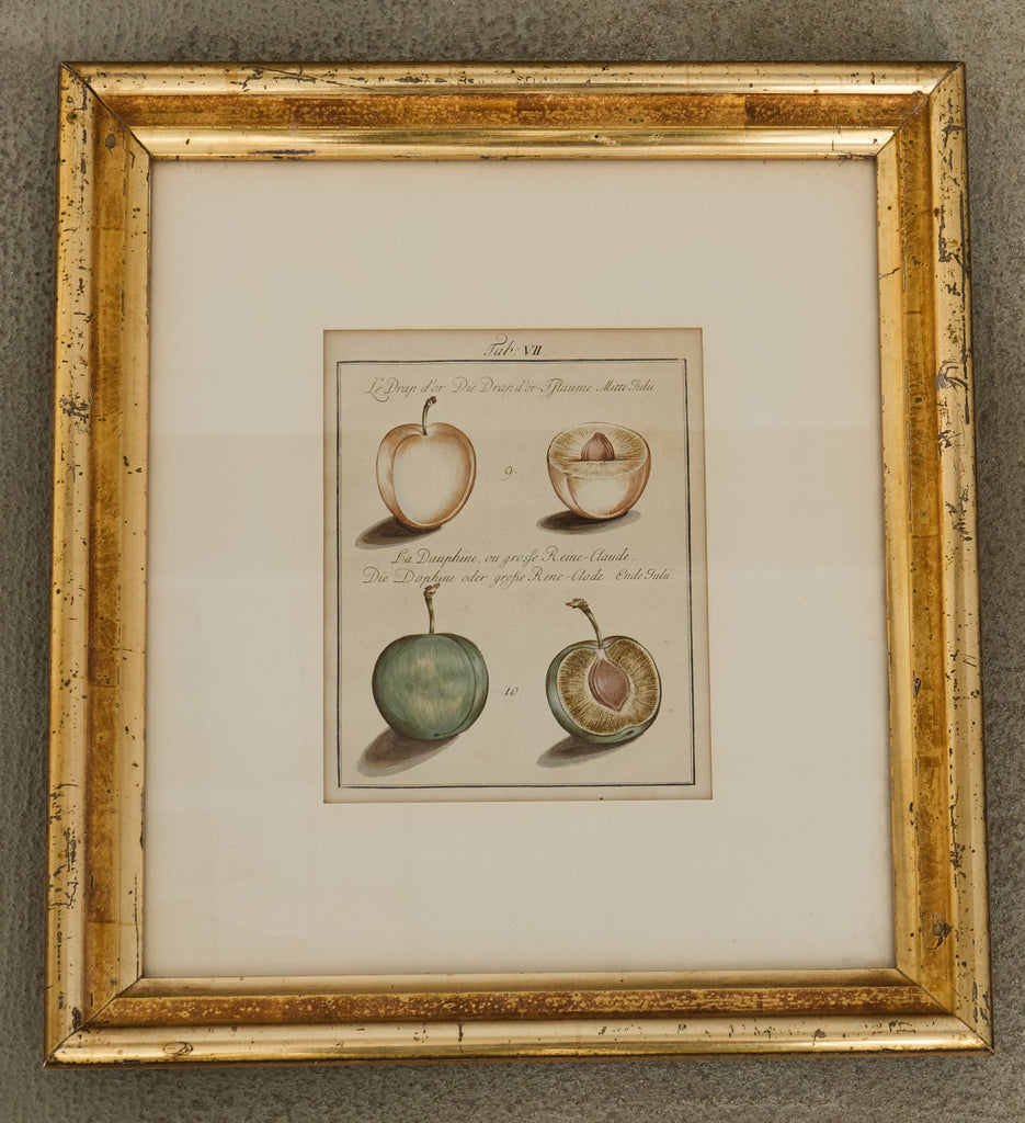 19th Century Set of Four French Colored Prints of Prunus