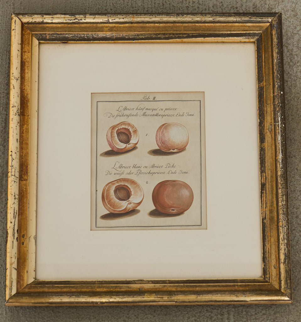 19th Century Set of Four French Colored Prints of Prunus