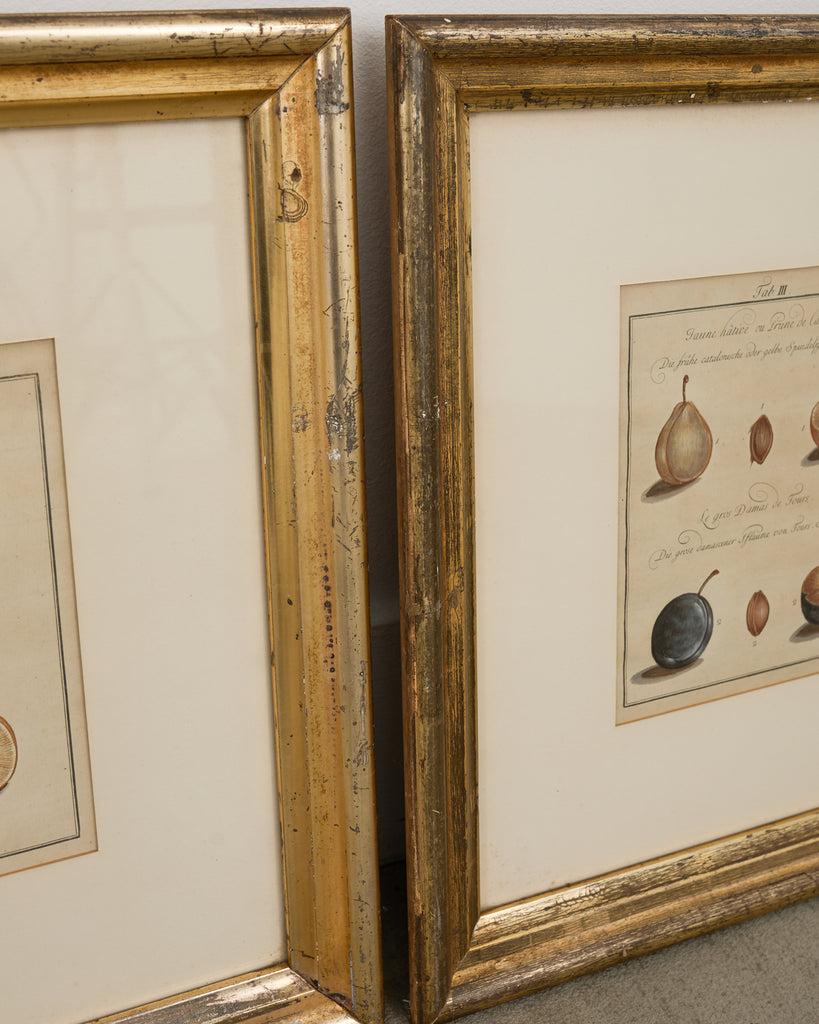 19th Century Set of Four French Colored Prints of Prunus
