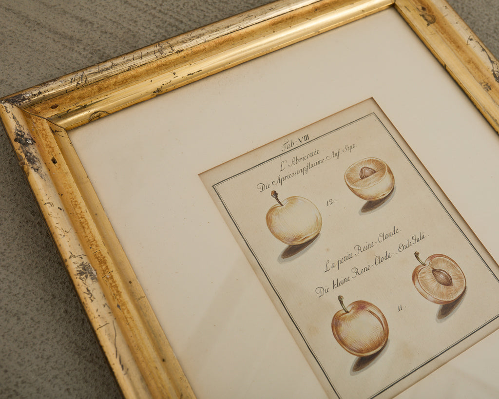 19th Century Set of Four French Colored Prints of Prunus