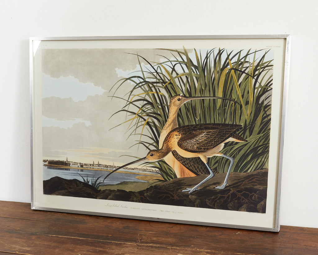 Audubon Long Billed Curlew Plate #231 Havell Oppenheimer Edition