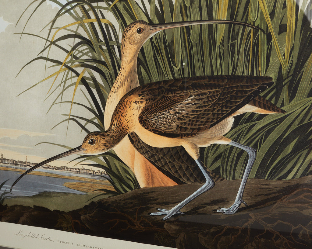Audubon Long Billed Curlew Plate #231 Havell Oppenheimer Edition
