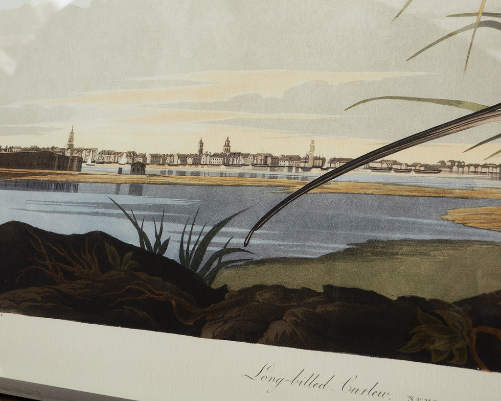 Audubon Long Billed Curlew Plate #231 Havell Oppenheimer Edition