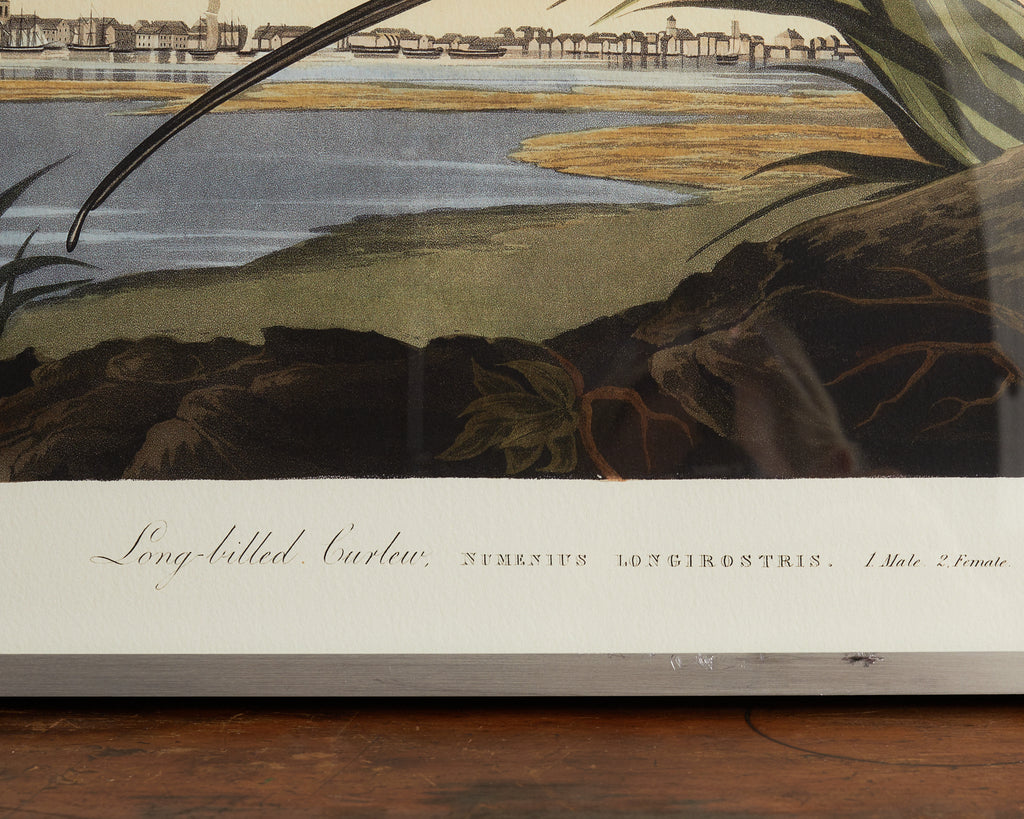 Audubon Long Billed Curlew Plate #231 Havell Oppenheimer Edition