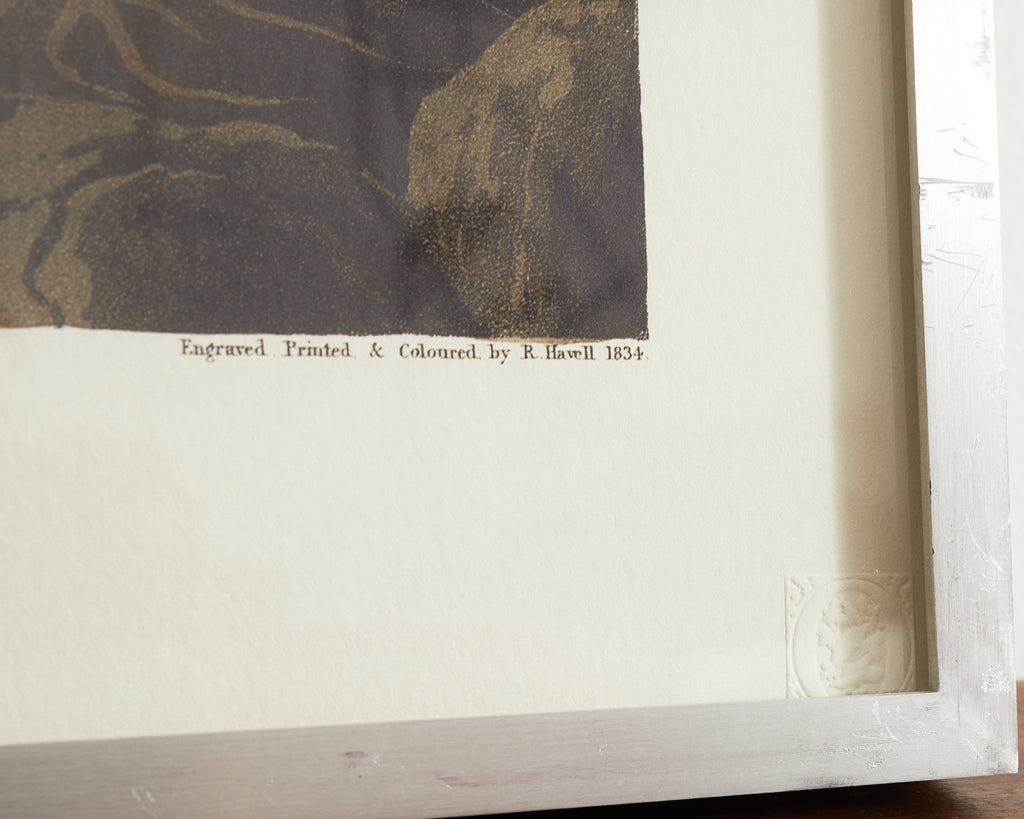 Audubon Long Billed Curlew Plate #231 Havell Oppenheimer Edition