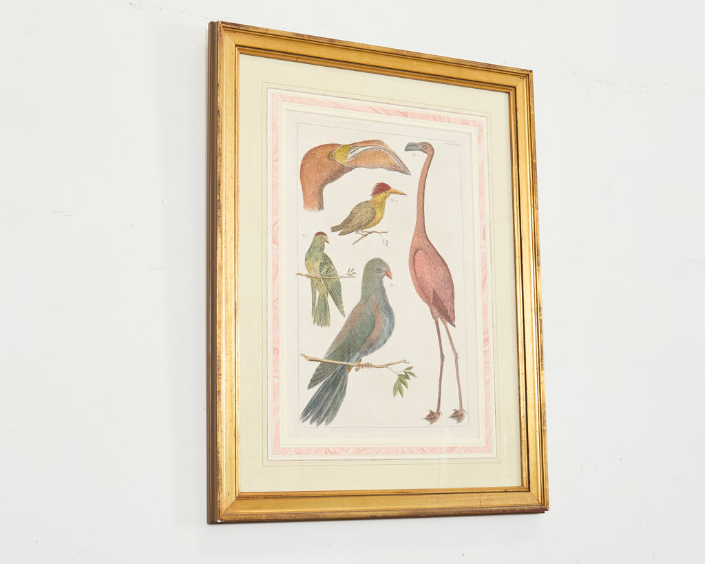 Albertus Seba Pair Hand Colored Ornithological Bird Prints