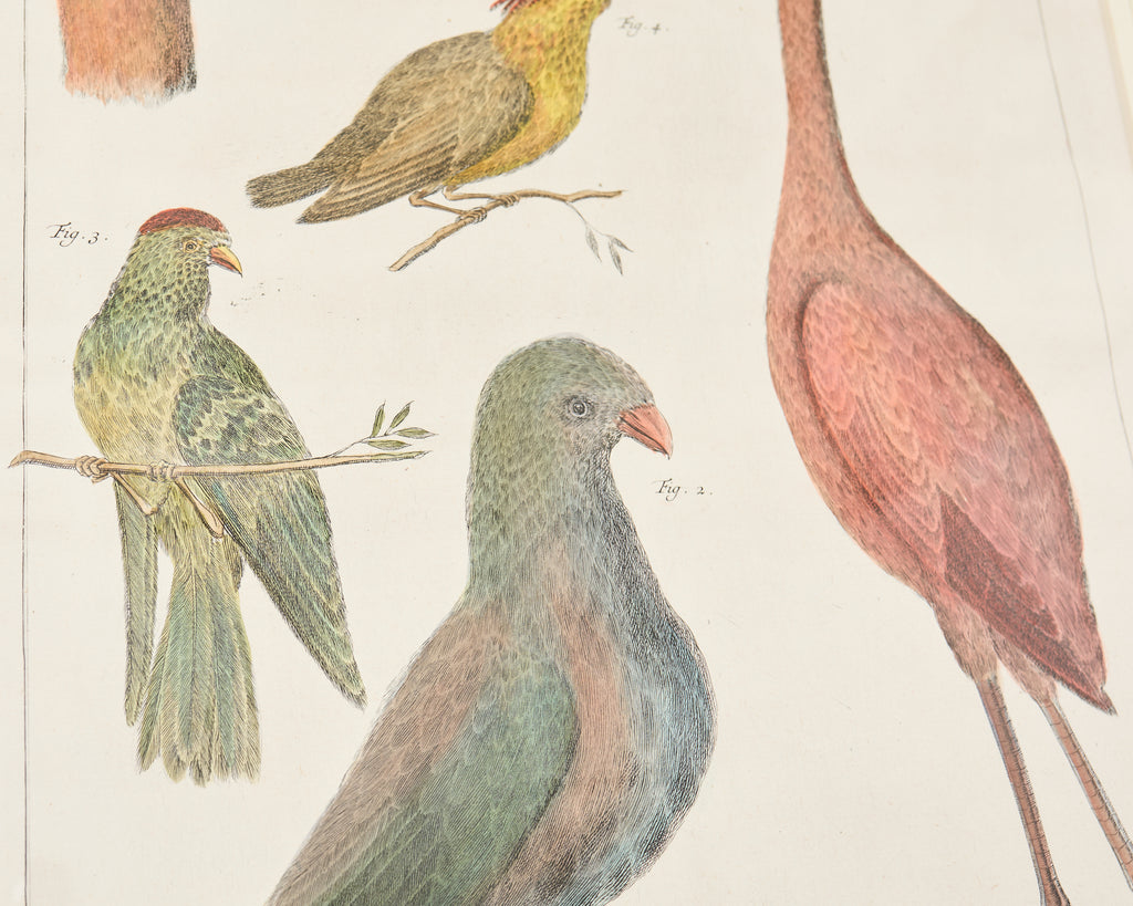 Albertus Seba Pair Hand Colored Ornithological Bird Prints