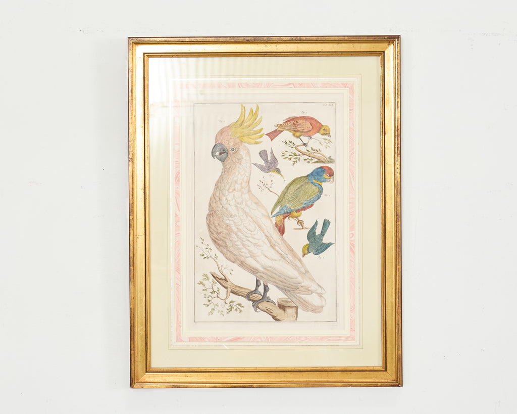 Albertus Seba Pair Hand Colored Ornithological Bird Prints