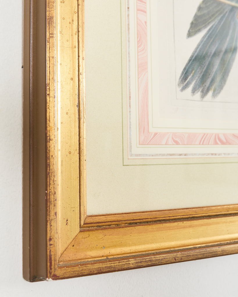 Albertus Seba Pair Hand Colored Ornithological Bird Prints