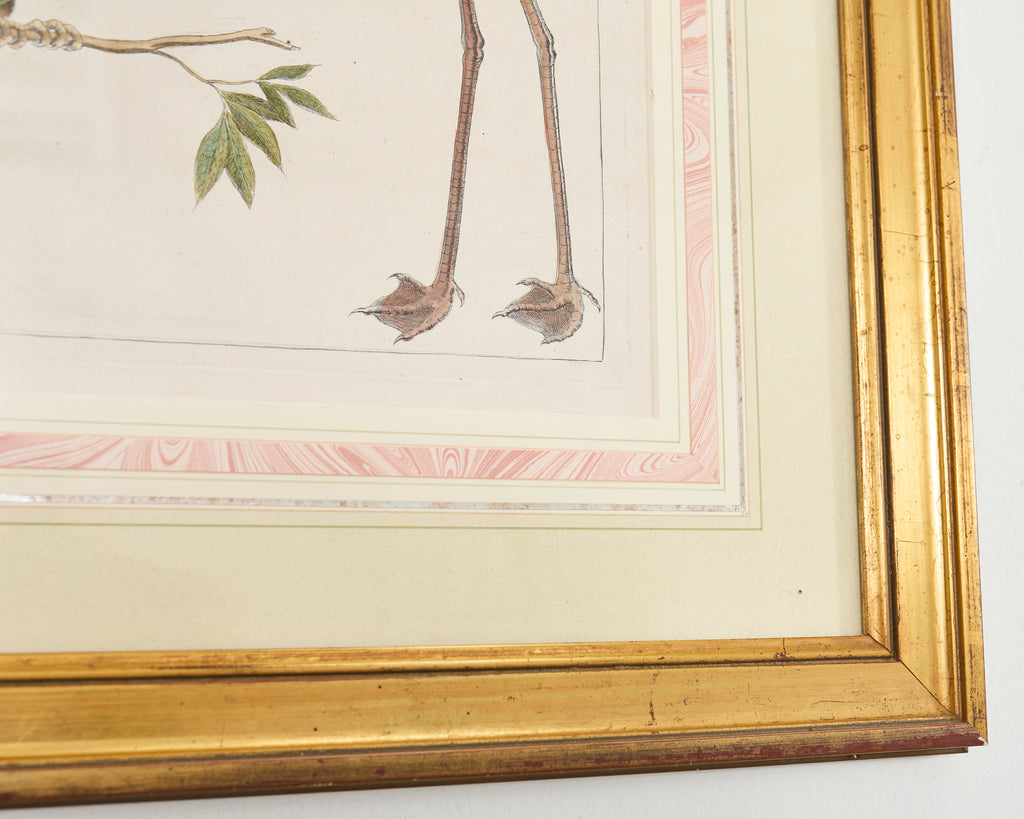 Albertus Seba Pair Hand Colored Ornithological Bird Prints