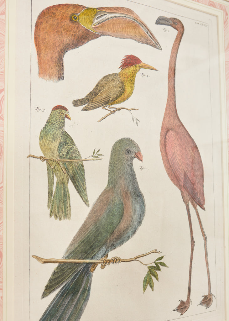 Albertus Seba Pair Hand Colored Ornithological Bird Prints