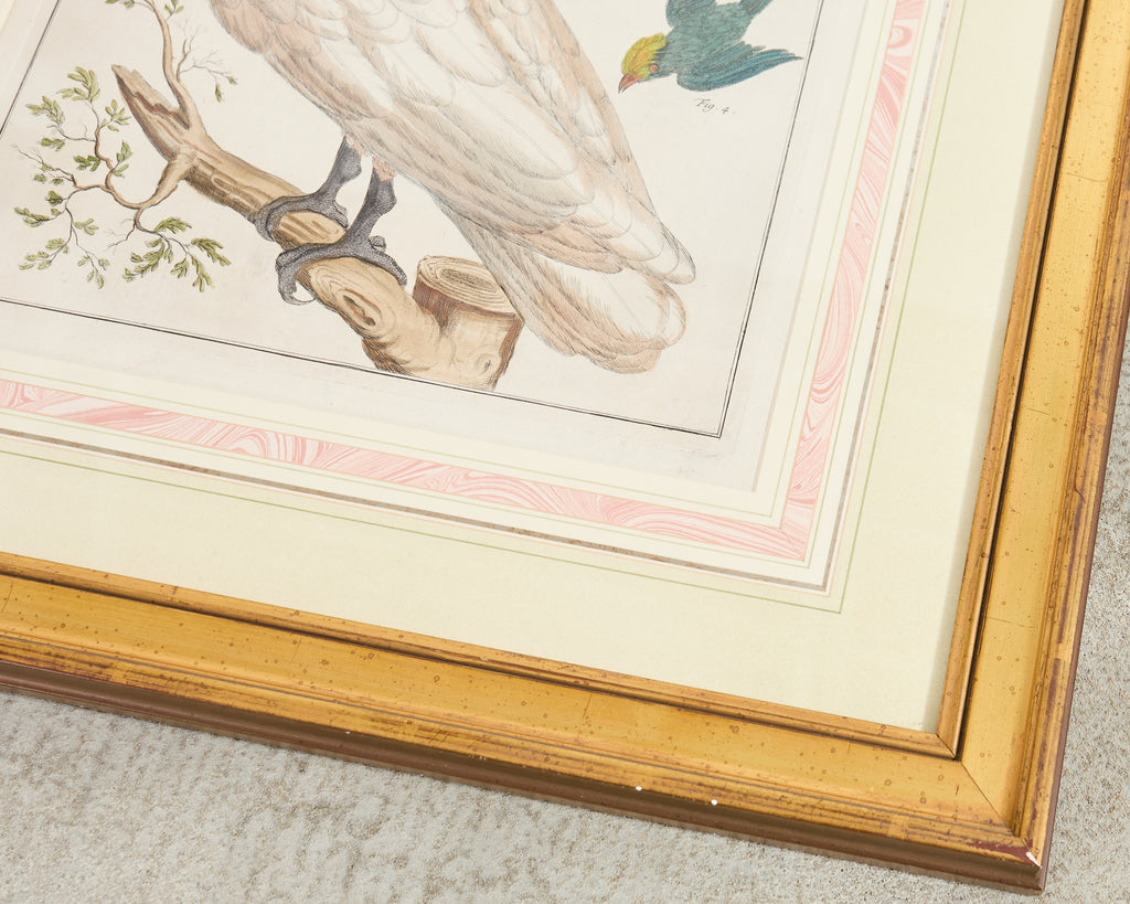 Albertus Seba Pair Hand Colored Ornithological Bird Prints