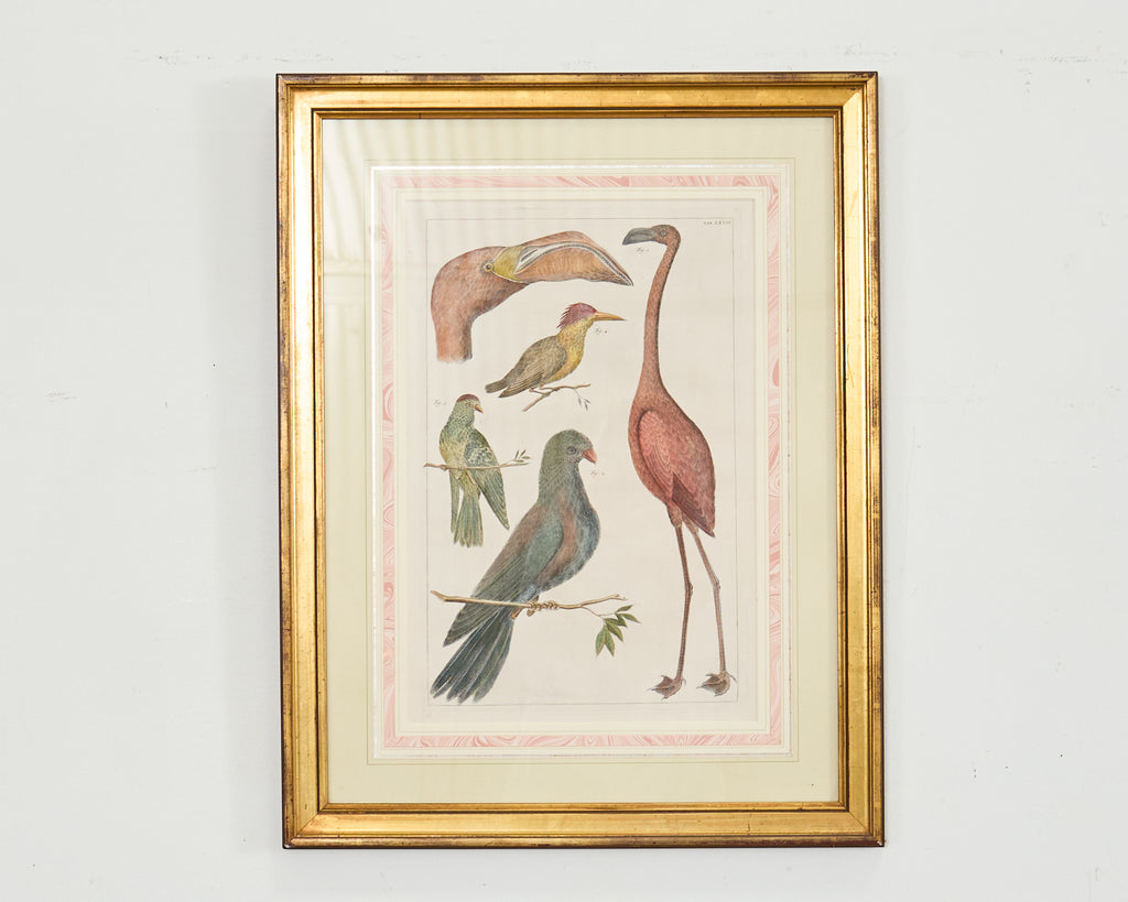 Albertus Seba Pair Hand Colored Ornithological Bird Prints