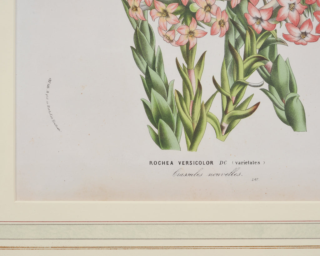 Set of Nine Botanical Lithograph Prints after Louis Van Houtte