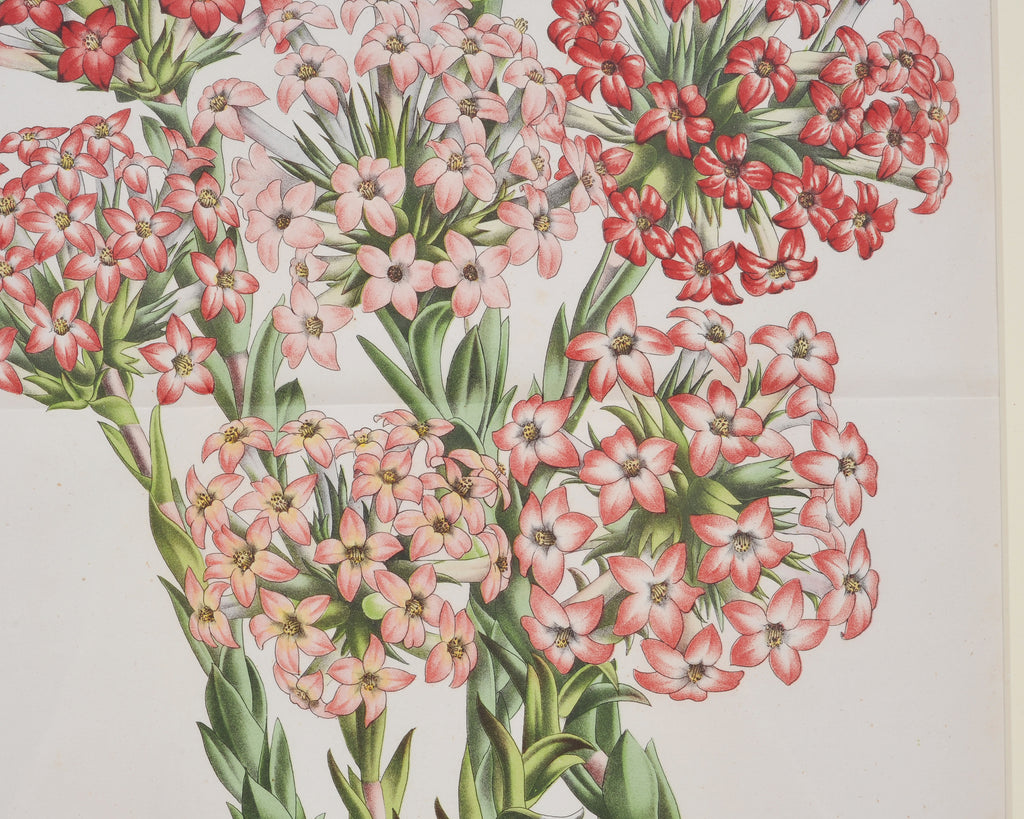 Set of Nine Botanical Lithograph Prints after Louis Van Houtte